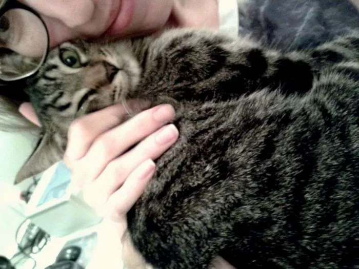 Gato ra a SRD idade 2 a 6 meses nome Oreo