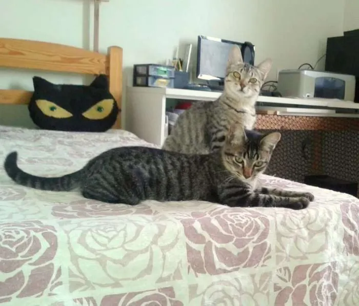 Gato ra a SRD idade 2 a 6 meses nome Oreo