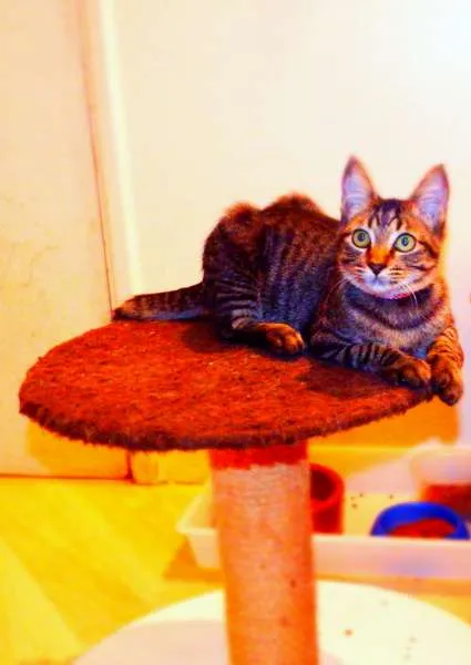 Gato ra a SRD idade 2 a 6 meses nome Oreo