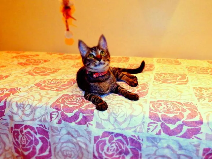 Gato ra a SRD idade 2 a 6 meses nome Oreo