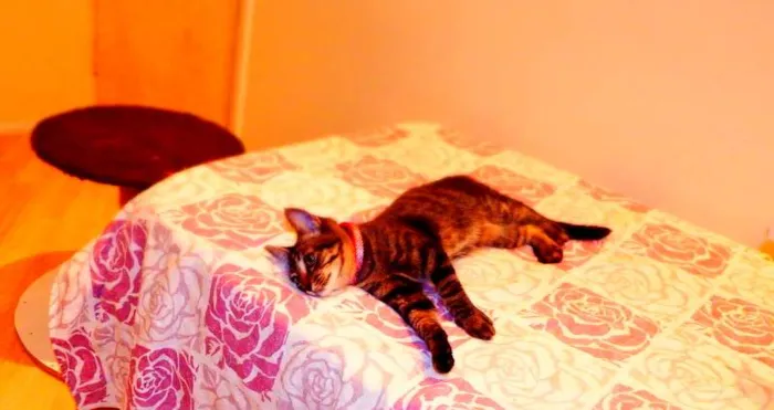 Gato ra a SRD idade 2 a 6 meses nome Oreo