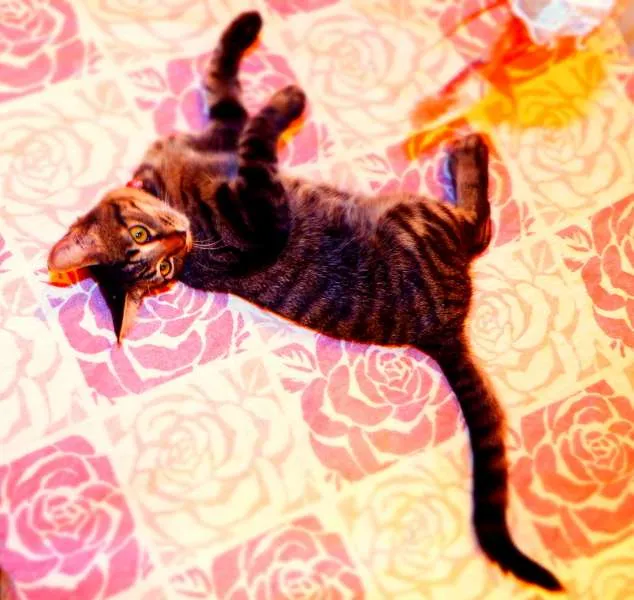 Gato ra a SRD idade 2 a 6 meses nome Oreo