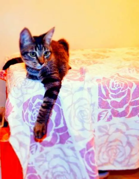 Gato ra a SRD idade 2 a 6 meses nome Oreo