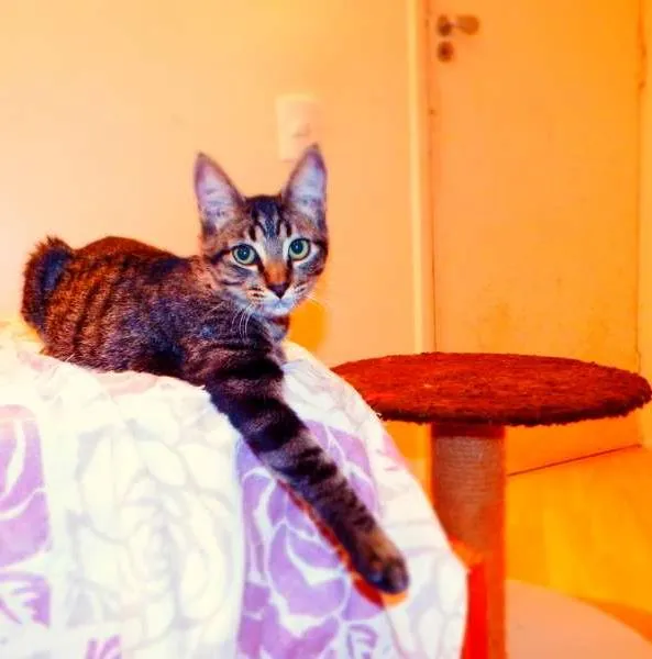 Gato ra a SRD idade 2 a 6 meses nome Oreo