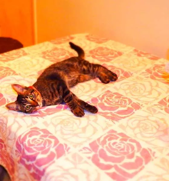 Gato ra a SRD idade 2 a 6 meses nome Oreo