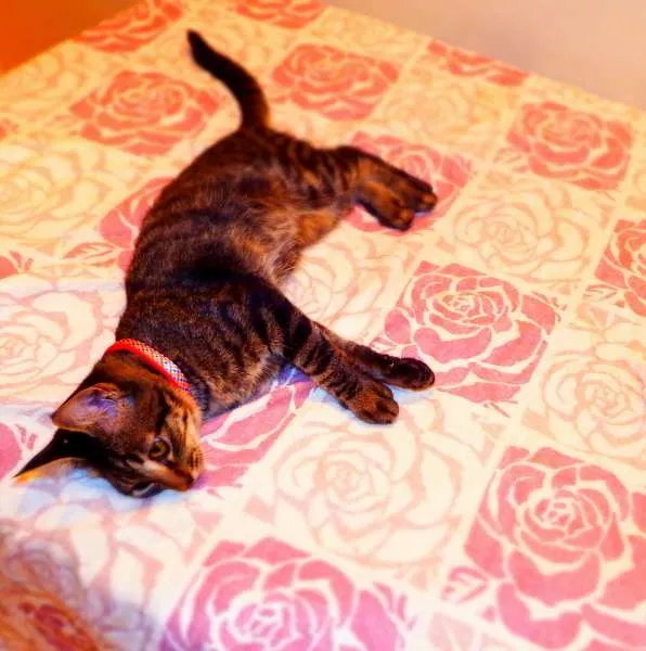 Gato ra a SRD idade 2 a 6 meses nome Oreo