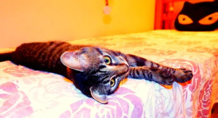 Gato ra a SRD idade 2 a 6 meses nome Oreo