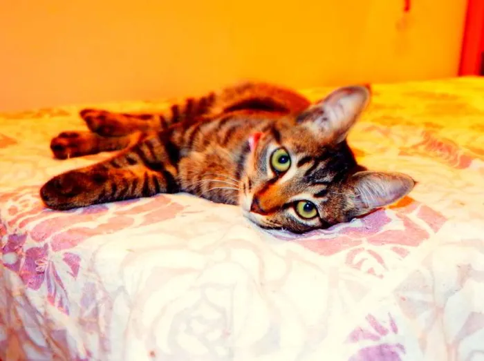 Gato ra a SRD idade 2 a 6 meses nome Oreo