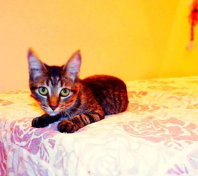 Gato ra a SRD idade 2 a 6 meses nome Oreo