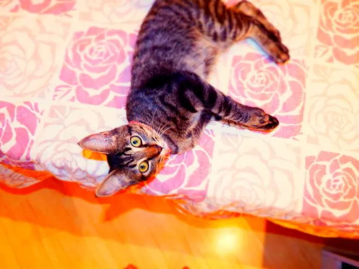 Gato ra a SRD idade 2 a 6 meses nome Oreo
