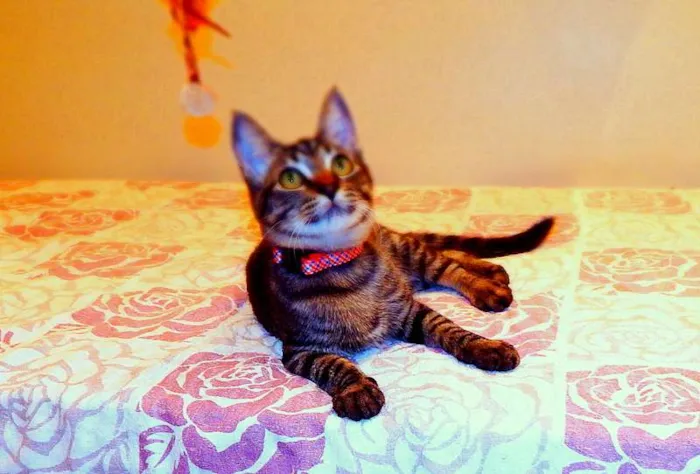 Gato ra a SRD idade 2 a 6 meses nome Oreo