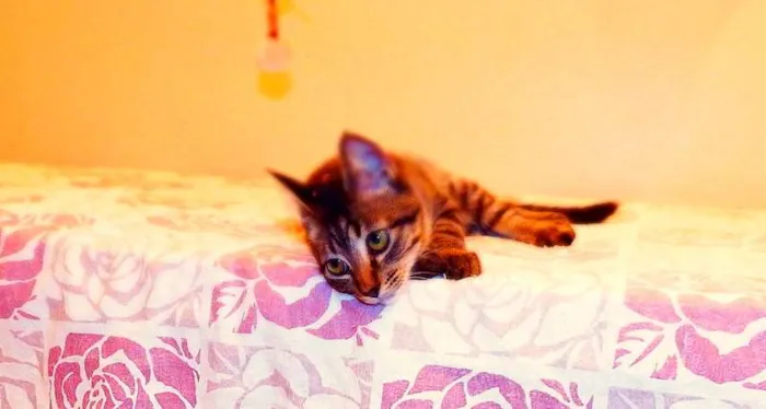 Gato ra a SRD idade 2 a 6 meses nome Oreo