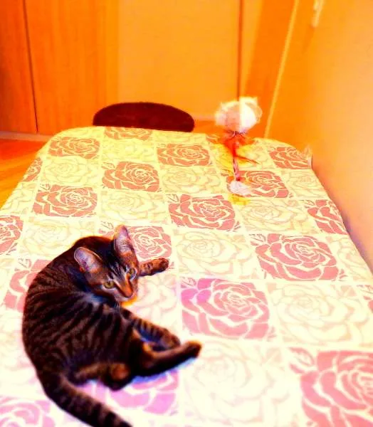 Gato ra a SRD idade 2 a 6 meses nome Oreo
