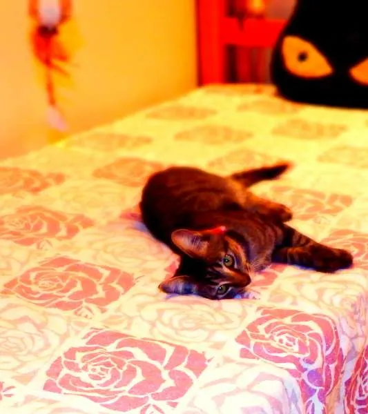 Gato ra a SRD idade 2 a 6 meses nome Oreo