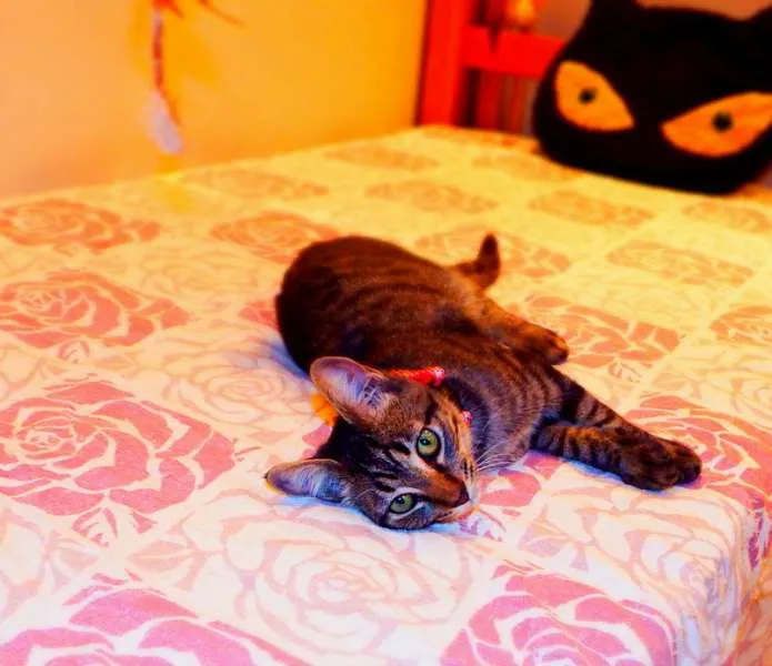 Gato ra a SRD idade 2 a 6 meses nome Oreo
