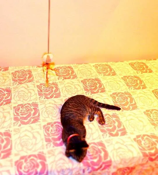 Gato ra a SRD idade 2 a 6 meses nome Oreo
