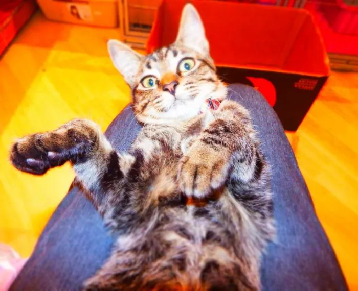 Gato ra a SRD idade 2 a 6 meses nome Oreo