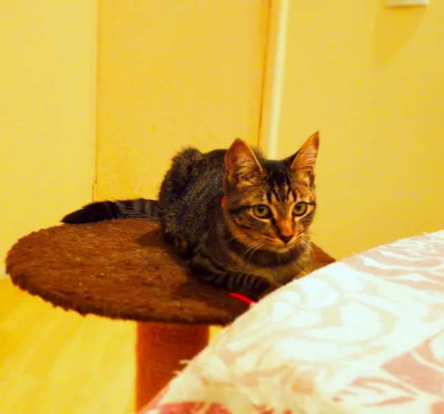 Gato ra a SRD idade 2 a 6 meses nome Oreo