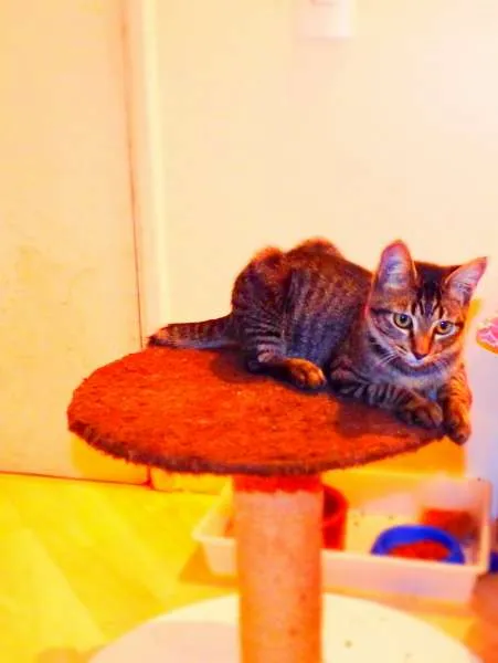 Gato ra a SRD idade 2 a 6 meses nome Oreo
