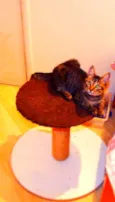 Oreo