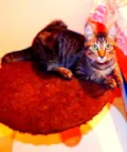 Oreo
