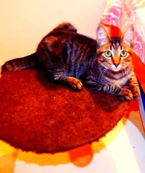 Gato ra a SRD idade 2 a 6 meses nome Oreo