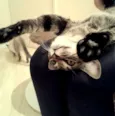 Oreo
