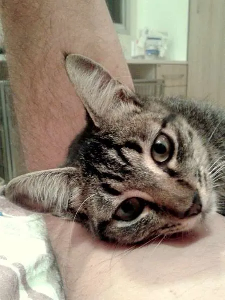Gato ra a SRD idade 2 a 6 meses nome Oreo