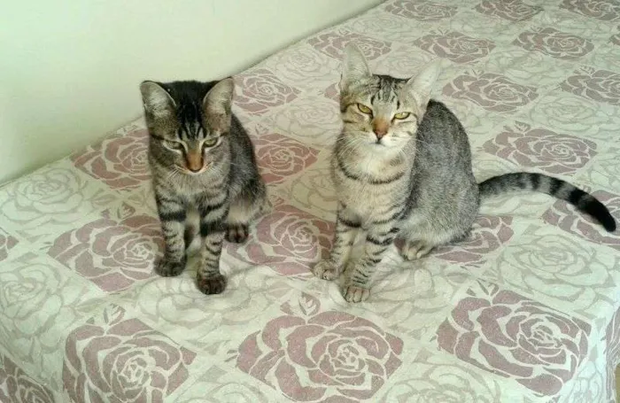 Gato ra a SRD idade 2 a 6 meses nome Oreo