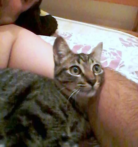 Gato ra a SRD idade 2 a 6 meses nome Oreo