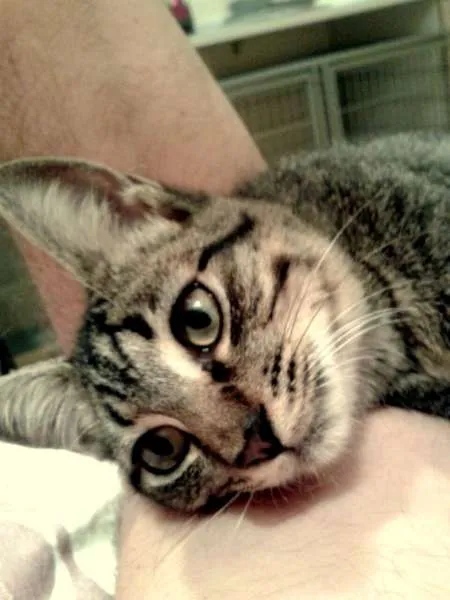 Gato ra a SRD idade 2 a 6 meses nome Oreo
