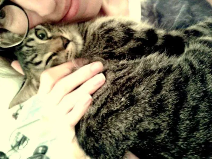 Gato ra a SRD idade 2 a 6 meses nome Oreo