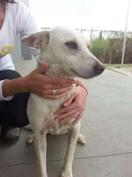 Cachorro ra a SRD idade 2 anos nome Branquinha