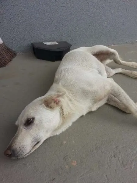 Cachorro ra a SRD idade 2 anos nome Branquinha