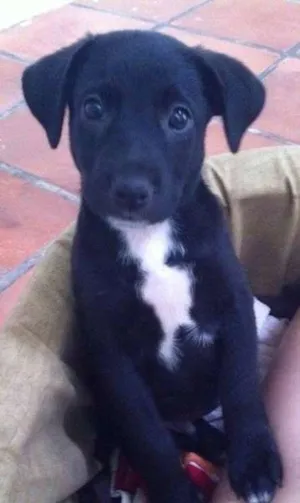 Cachorro raça indefinida idade 2 a 6 meses nome Juca