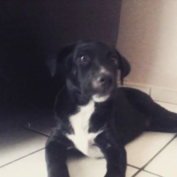 Cachorro ra a indefinida idade 2 a 6 meses nome Juca