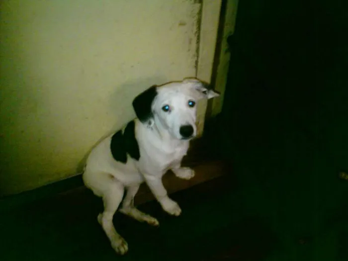 Cachorro ra a Dálmata idade 2 a 6 meses nome Lili