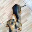 Mel