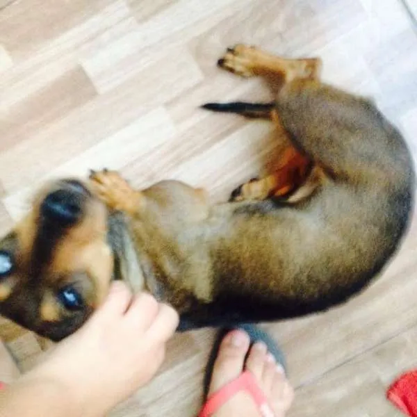 Cachorro ra a Vira Lata idade 1 ano nome Mel