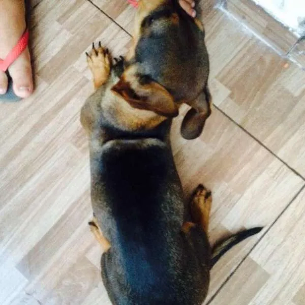 Cachorro ra a Vira Lata idade 1 ano nome Mel