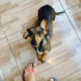 Mel