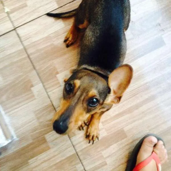 Cachorro ra a Vira Lata idade 1 ano nome Mel