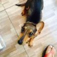 Mel