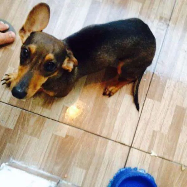 Cachorro ra a Vira Lata idade 1 ano nome Mel