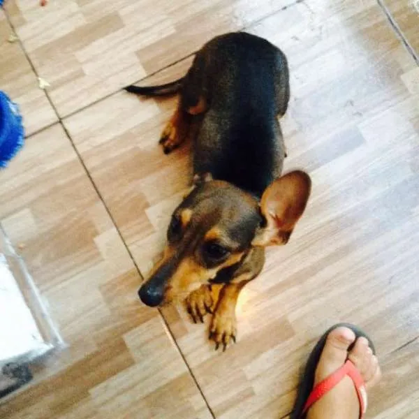 Cachorro ra a Vira Lata idade 1 ano nome Mel
