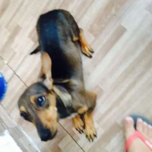 Cachorro raça Vira Lata idade 1 ano nome Mel