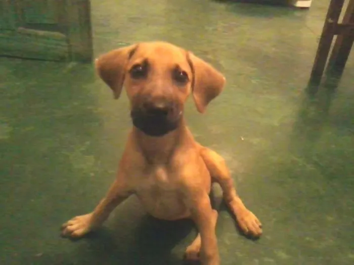 Cachorro raça SRD idade 2 a 6 meses nome Nina