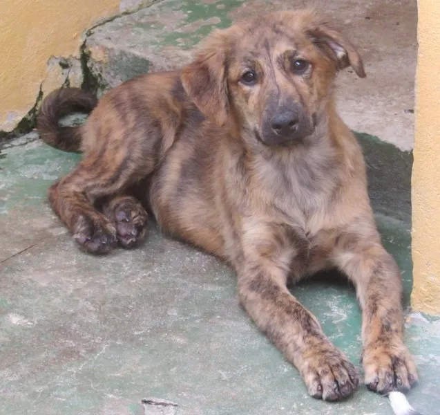 Cachorro ra a  idade 2 a 6 meses nome NATASCHA FILHOTE