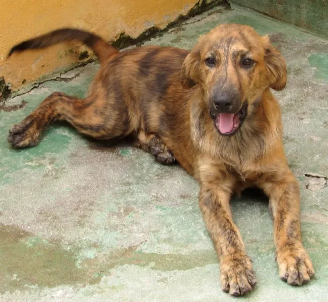 Cachorro ra a  idade 2 a 6 meses nome NATASCHA FILHOTE