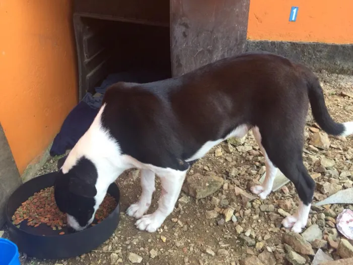 Cachorro ra a SRD idade 7 a 11 meses nome Iron